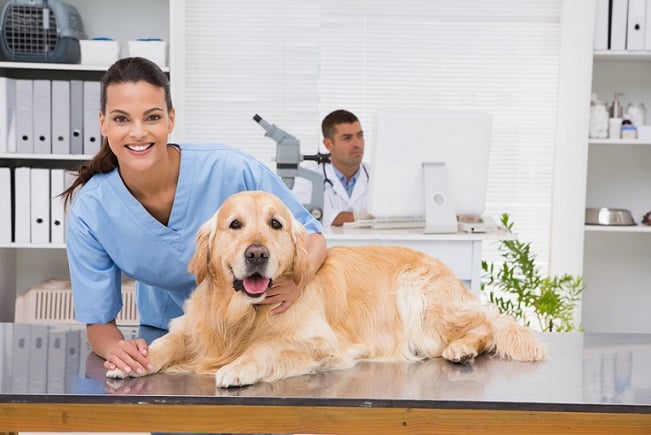 Clinic veterinary Peoria Animal